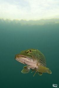 Pike in a small pond :-D by Daniel Strub 